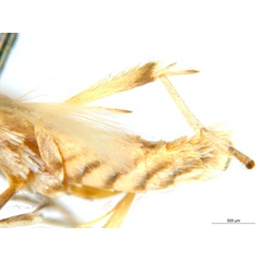 /filer/webapps/moths_gc/media/images/B/breyniphaga_Epicephala_PT2_legs_ANIC.jpg
