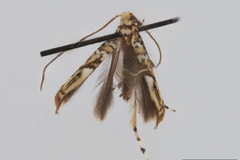 Acrocercops zebrulella