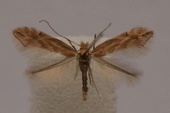 Phyllonorycter viminiella