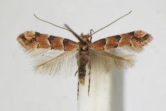 Phyllonorycter trifasciella