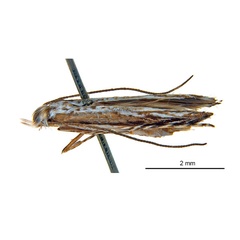 /filer/webapps/moths_gc/media/images/D/dhileepani_Stomphastis_HT_De-Prins-etal_2026_256.jpg