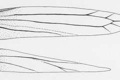Cremastobombycia morogorene