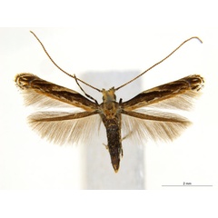 /filer/webapps/moths_gc/media/images/K/kuranda_Liocrobyla_PT4_ANIC.jpg