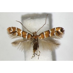 /filer/webapps/moths_gc/media/images/S/scabiosella_Phyllonorycter_A_ZSM.jpg