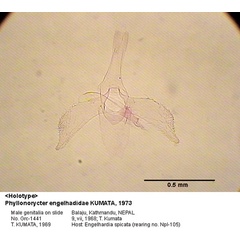 /filer/webapps/moths_gc/media/images/E/engelhardiae_Phyllonorycter_GM_HT_1441_EIHU.jpg