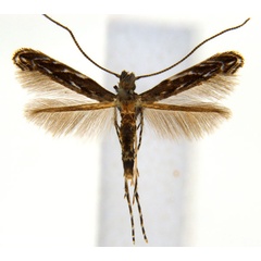 /filer/webapps/moths_gc/media/images/D/desmodiella_Liocrobyla_M2_ANIC.jpg