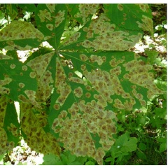 /filer/webapps/moths_gc/media/images/O/ohridella_Cameraria_mine_Musolin_etal_27.jpg