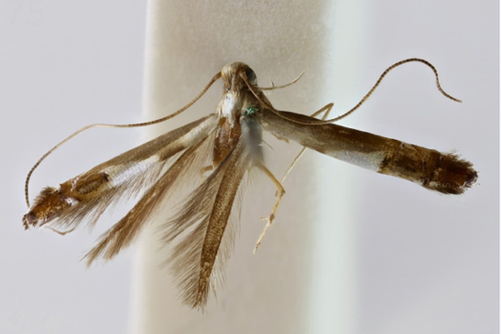 /filer/webapps/moths_gc/media/images/A/anthogramma_Acrocercops_HT_010922940_BMNH.jpg