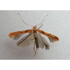 /filer/webapps/moths_gc/media/images/H/hemidactylella_Caloptilia_Plant_2022_24.jpg