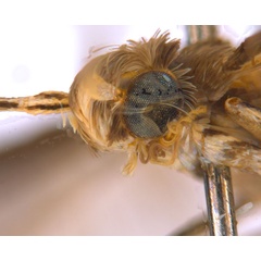 /filer/webapps/moths_gc/media/images/C/crotonella_Diphtheroptila_PT7_head2_ANIC.jpg