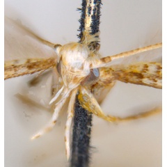/filer/webapps/moths_gc/media/images/C/clisiophora_Acrocercops_ST4_head_ANIC.jpg