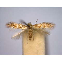 /filer/webapps/moths_gc/media/images/F/foliolosi_Phyllonorycter_A_EIHU.jpg