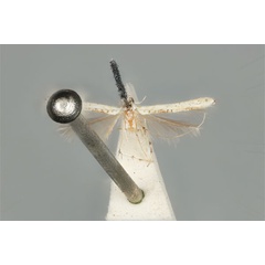 /filer/webapps/moths_gc/media/images/M/maculosa_Cuphodes_PLT_ANIC31-087223_dorsal.jpg