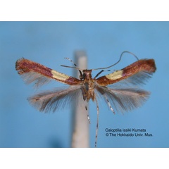 /filer/webapps/moths_gc/media/images/I/issikii_Caloptilia_HT_EIHU.jpg