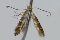 Phyllonorycter antitoxa