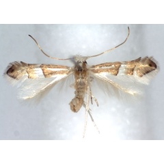 /filer/webapps/moths_gc/media/images/N/nipponicella_Phyllonorycter_A_WJDP.jpg