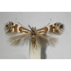 /filer/webapps/moths_gc/media/images/H/hilariella_spinolella_Phyllonorycter_A_ZSM.jpg