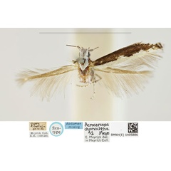 /filer/webapps/moths_gc/media/images/C/chionochtha_Acrocercops_PLT_BMNH_1405886.jpg