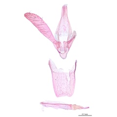 /filer/webapps/moths_gc/media/images/P/pterocaryae_Phyllonorycter_GM_Lu-etal_2025_458.jpg