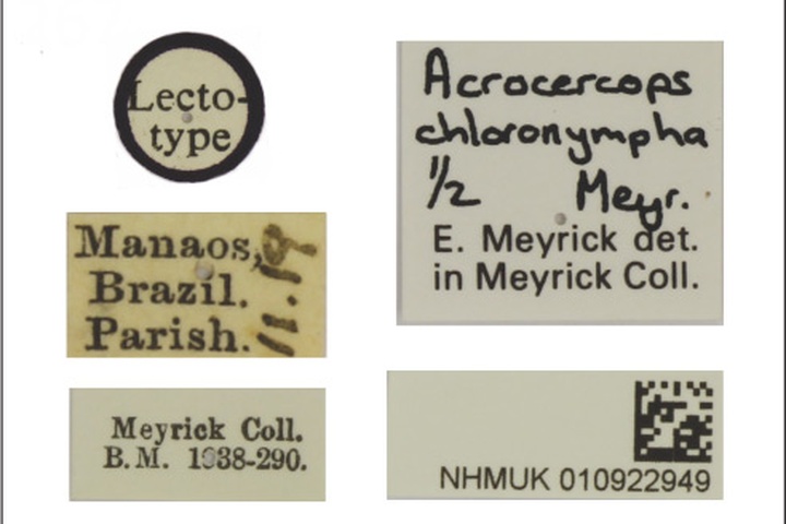 /filer/webapps/moths_gc/media/images/C/chloronympha_Acrocercops_010922949_BMNH_Labels.jpg