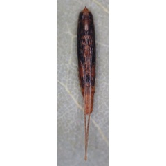 /filer/webapps/moths_gc/media/images/S/sinensis_Conopomorpha_pupa4_Siraj-etal_2026_175.jpg