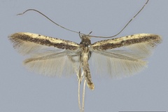 Caloptilia cruzorum