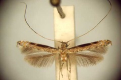 Semnocera procellaris