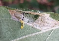 /filer/webapps/moths_gc/media/images/E/emberizaepennella_Phyllonorycter_larva_Craves_2017_3.jpg