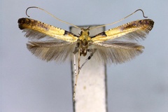 Caloptilia mongolicae