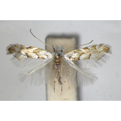 /filer/webapps/moths_gc/media/images/O/obtusifoliella_Phyllonorycter_PT_ZSM_4.jpg