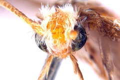 Epicephala xerocarpa