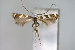 Telamoptilia cathedraea
