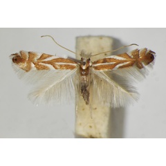 /filer/webapps/moths_gc/media/images/M/mannii_Phyllonorycter_A_ZSM_2.jpg