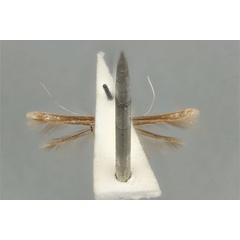 /filer/webapps/moths_gc/media/images/M/maculosa_Cuphodes_LT_ANIC31-087220_ventral.jpg