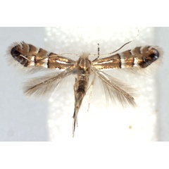 /filer/webapps/moths_gc/media/images/M/mongolicae_Phyllonorycter_A_WJDP.jpg