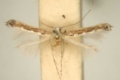Stomphastis cardamitis