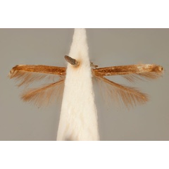 /filer/webapps/moths_gc/media/images/E/enchlamyda_Acrocercops_ST_ANIC31-087192_ventral.jpg
