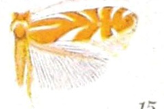 Phyllonorycter rileyella