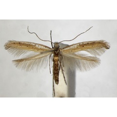 /filer/webapps/moths_gc/media/images/A/anagensis_Aspilapteryx_PT_ZSM.jpg