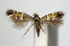 Phyllonorycter pseudolautella
