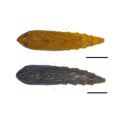 /filer/webapps/moths_gc/media/images/P/populifoliella_Phyllonorycter_pupa_Shashank-et-al_2021_441.jpg