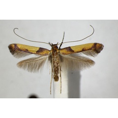 /filer/webapps/moths_gc/media/images/B/braccatella_Caloptilia_A_ZSM.jpg