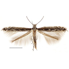 /filer/webapps/moths_gc/media/images/S/salicifoliella_Micrurapteryx_A_Kirichenko-et-al_2016_112.jpg