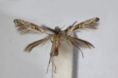 Phrixosceles scioplintha