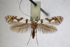 /filer/webapps/moths_gc/media/images/S/simploniella_Spulerina_A_ZSM_5.jpg