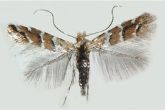 Cameraria ohridella