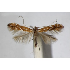 /filer/webapps/moths_gc/media/images/L/leucographella_Phyllonorycter_A_ZSM_4.jpg