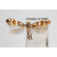 /filer/webapps/moths_gc/media/images/B/bicinctella_Phyllonorycter_A_ZSM.jpg