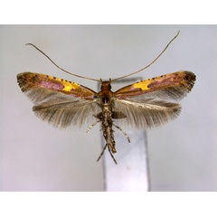 /filer/webapps/moths_gc/media/images/M/monticola_Caloptlia_A_EIHU.jpg