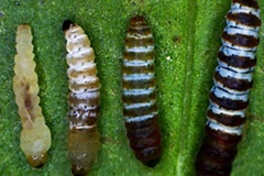 Epicephala assamica